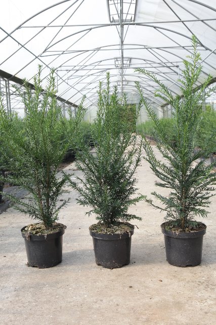 taxus
