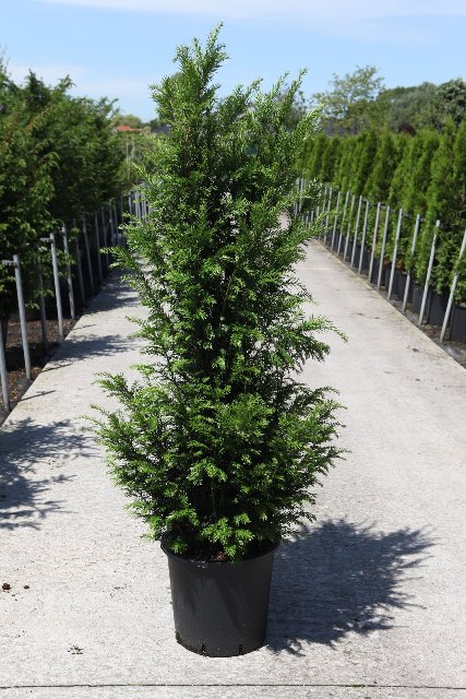 taxus
