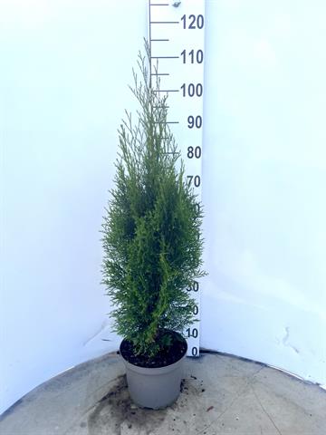 thuja