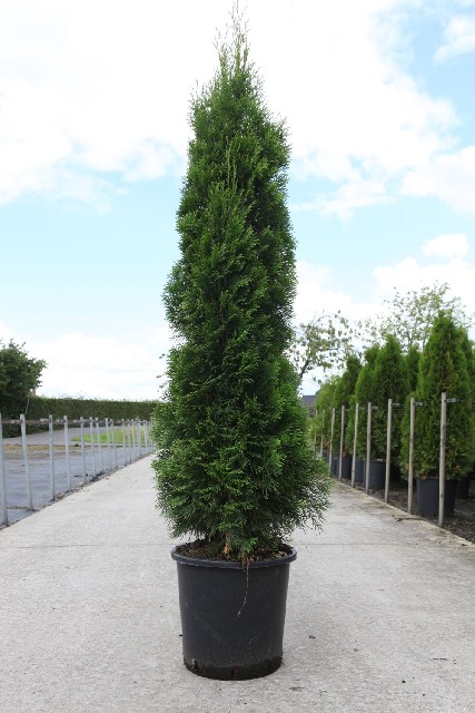 thuja