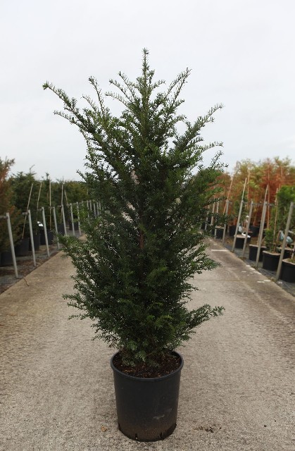 taxus