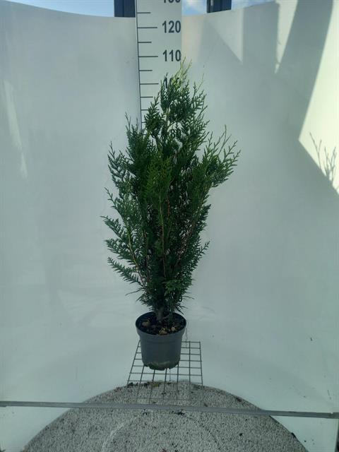 thuja