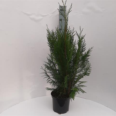 thuja