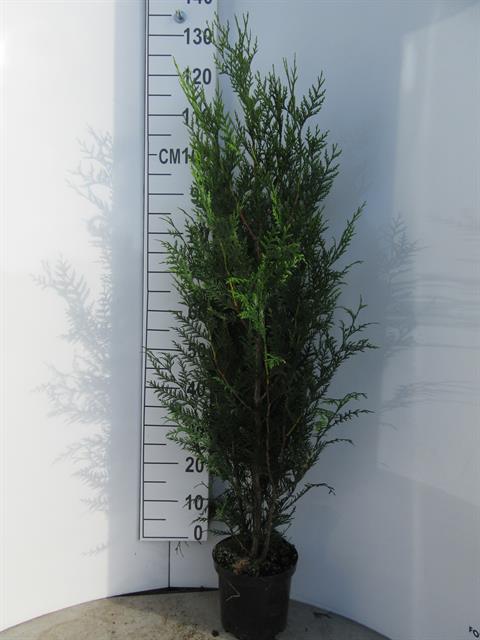 thuja