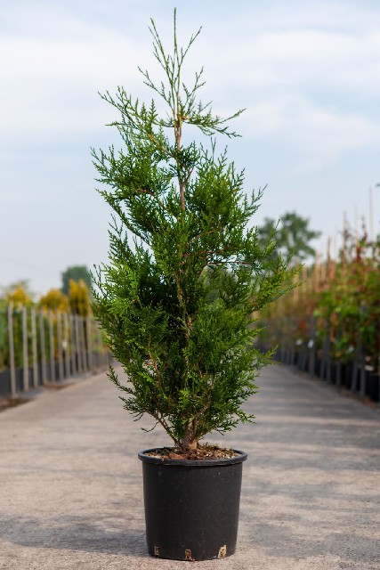 thuja