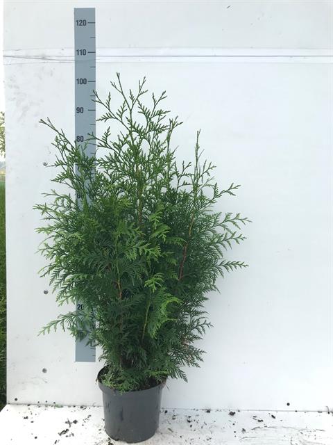 thuja
