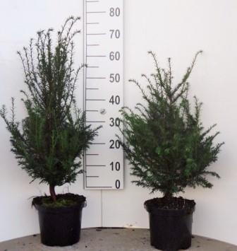 taxus
