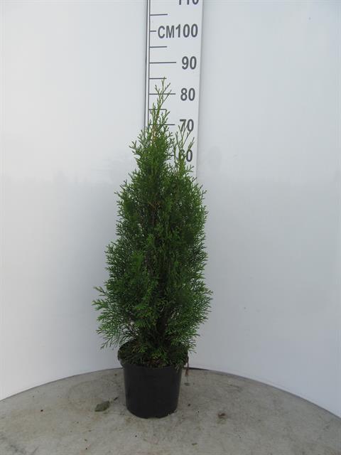thuja