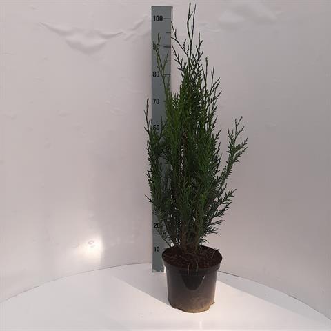 thuja