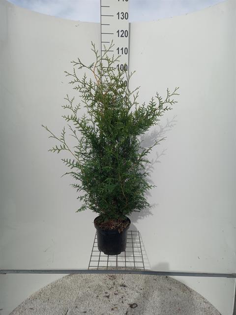 thuja