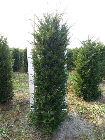 taxus