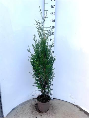 thuja