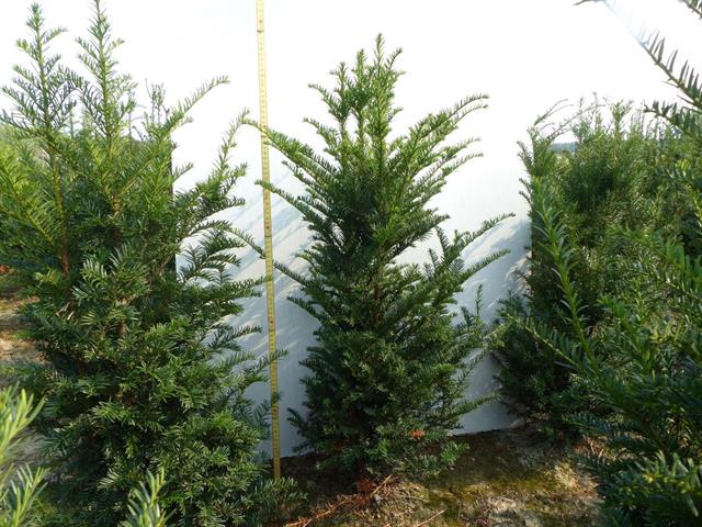 taxus