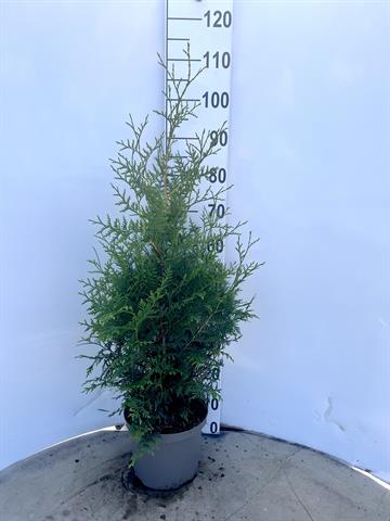 thuja