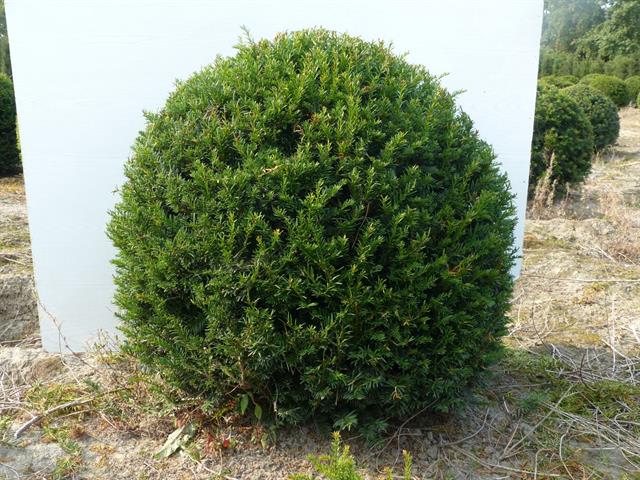 Taxus