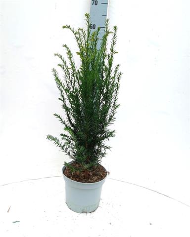 Taxus