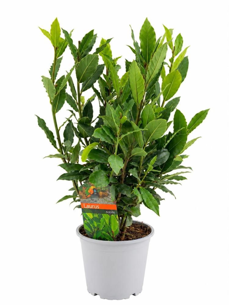 laurus nobilis
