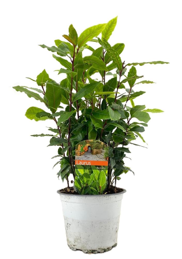 laurus nobilis