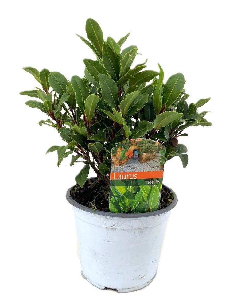Laurus nobilis