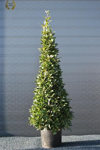 laurus nobilis