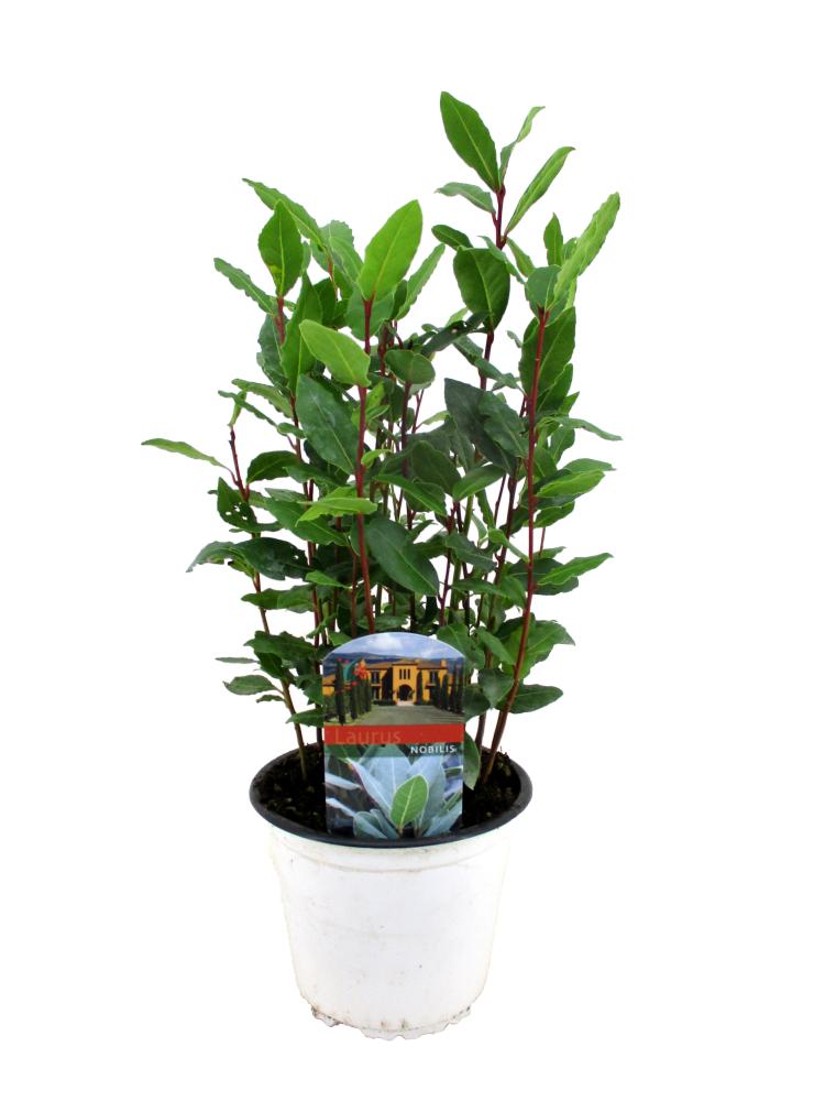 laurus nobilis