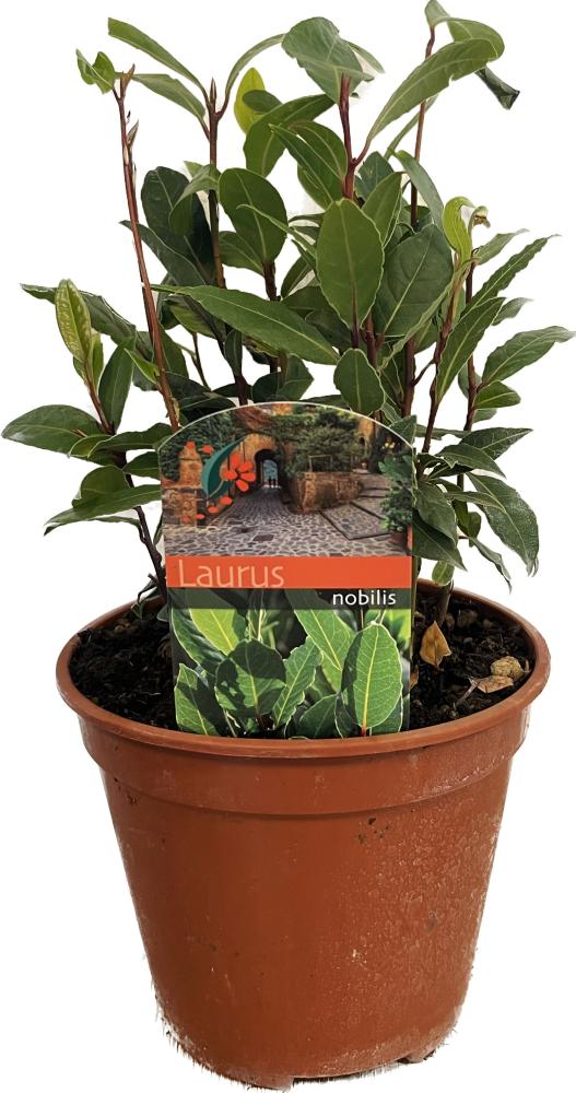 laurus nobilis