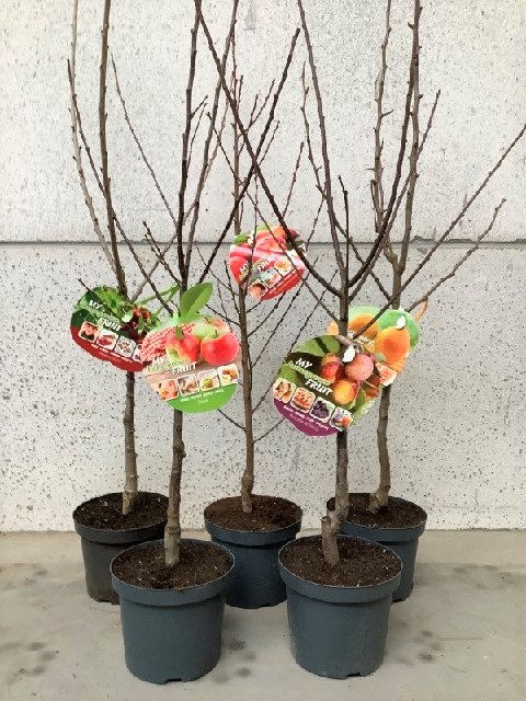 Arbres fruitiers