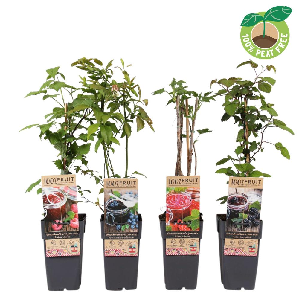 arbres/arbustes fruitiers