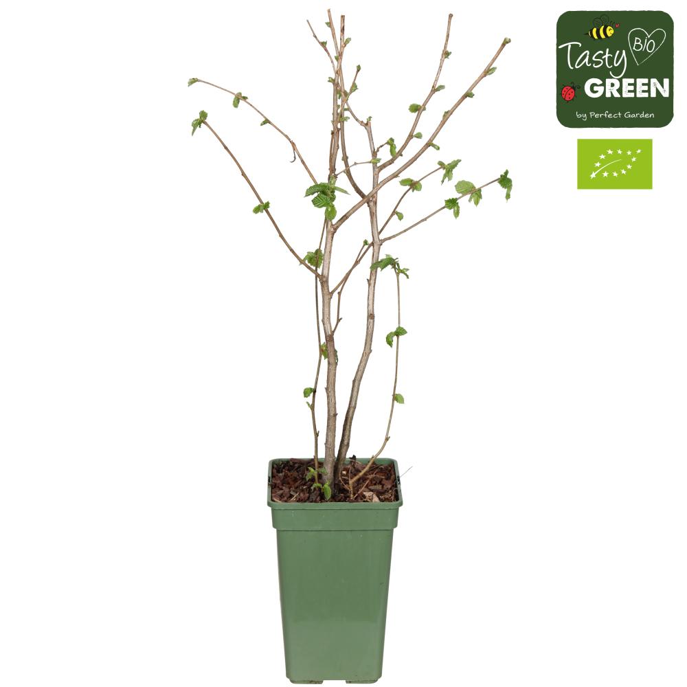 corylus