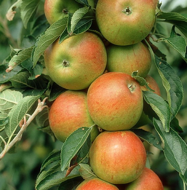malus - pommier
