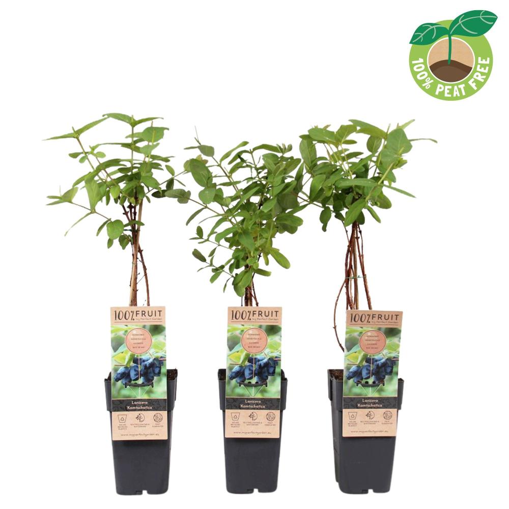 Lonicera