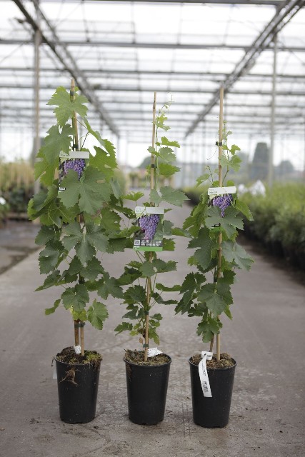 vitis