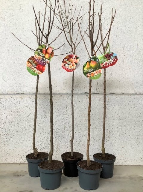 Arbres fruitiers