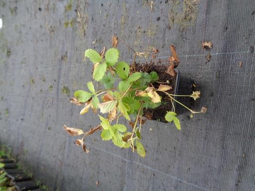 Fragaria