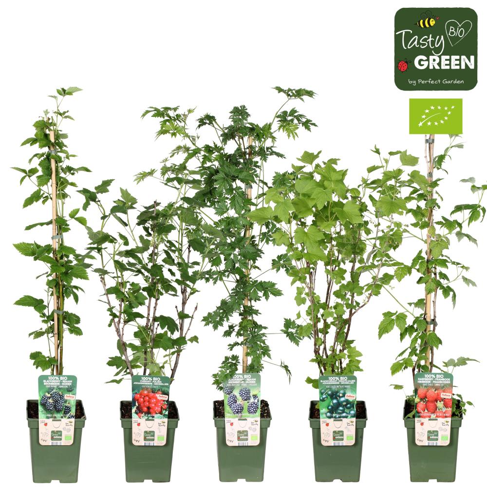 Arbustes fruitiers