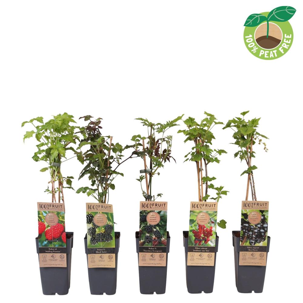 arbres/arbustes fruitiers