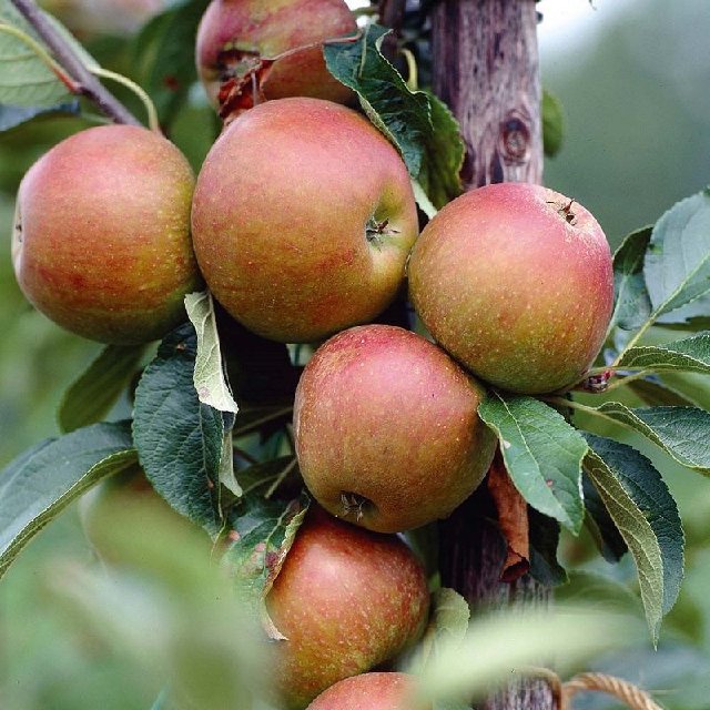 malus - pommier