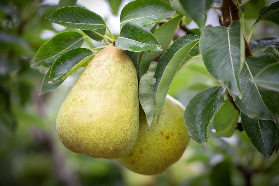 Pyrus - poirier