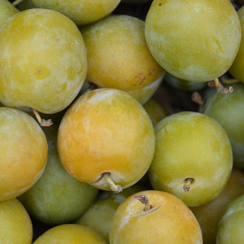Prunus - prunier