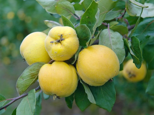 Cydonia - cognassier