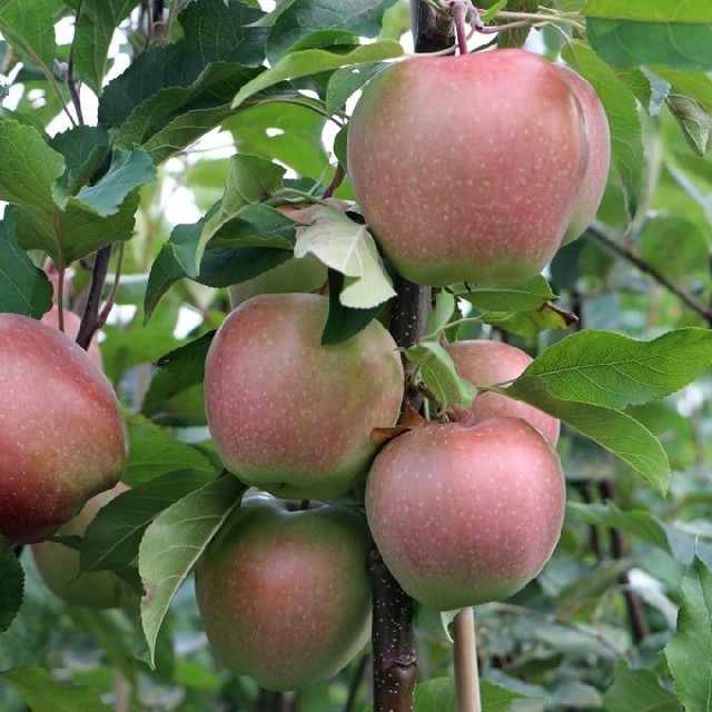 malus - pommier