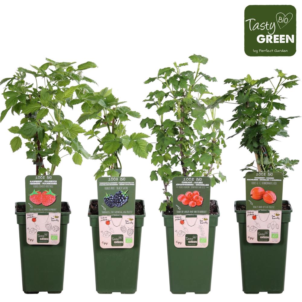 arbres/arbustes fruitiers
