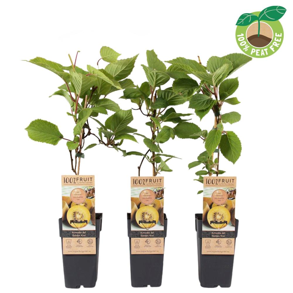 actinidia