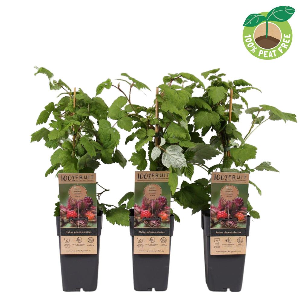Rubus