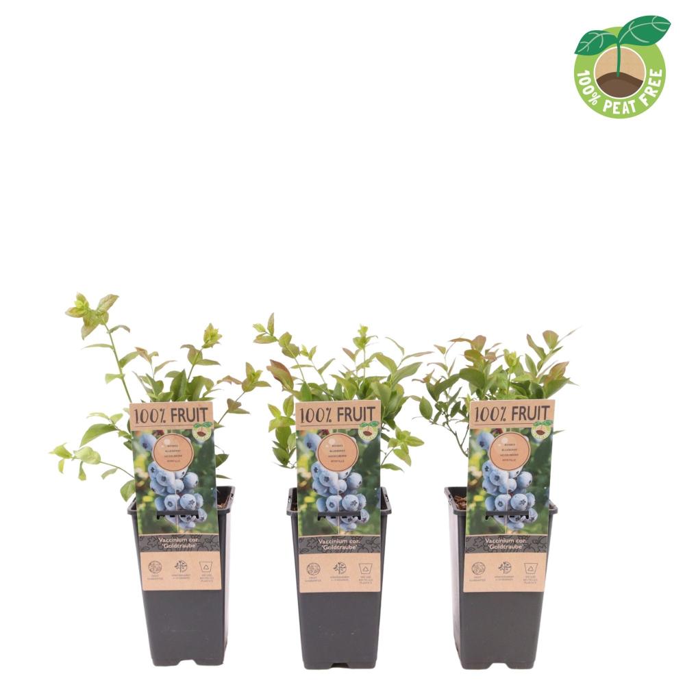 Vaccinium