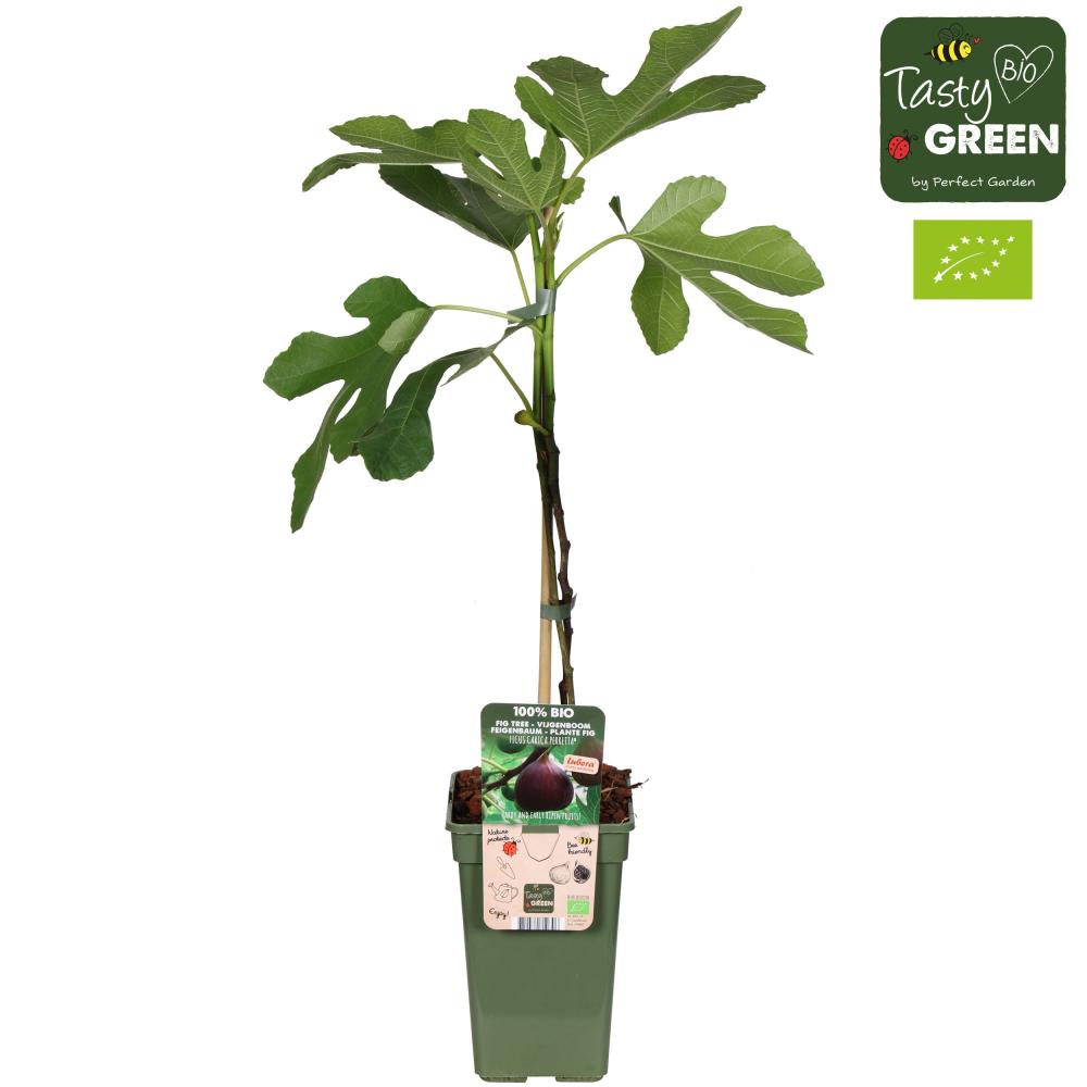 Ficus carica