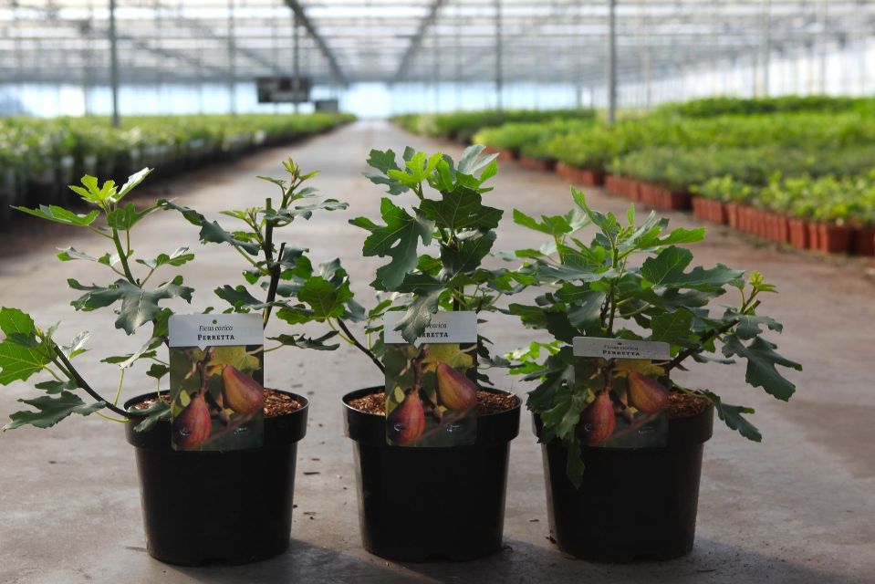 Ficus carica