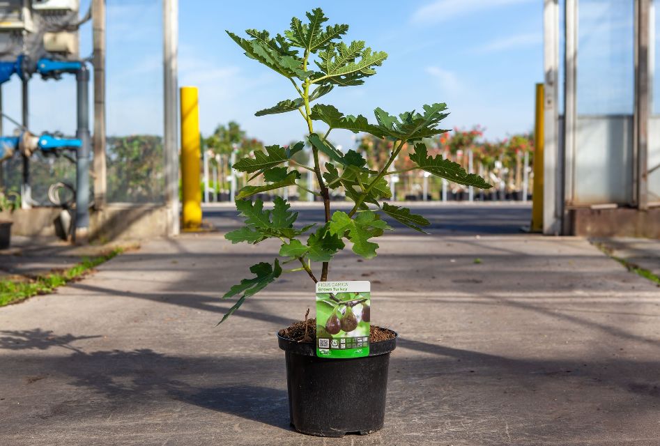 Ficus carica
