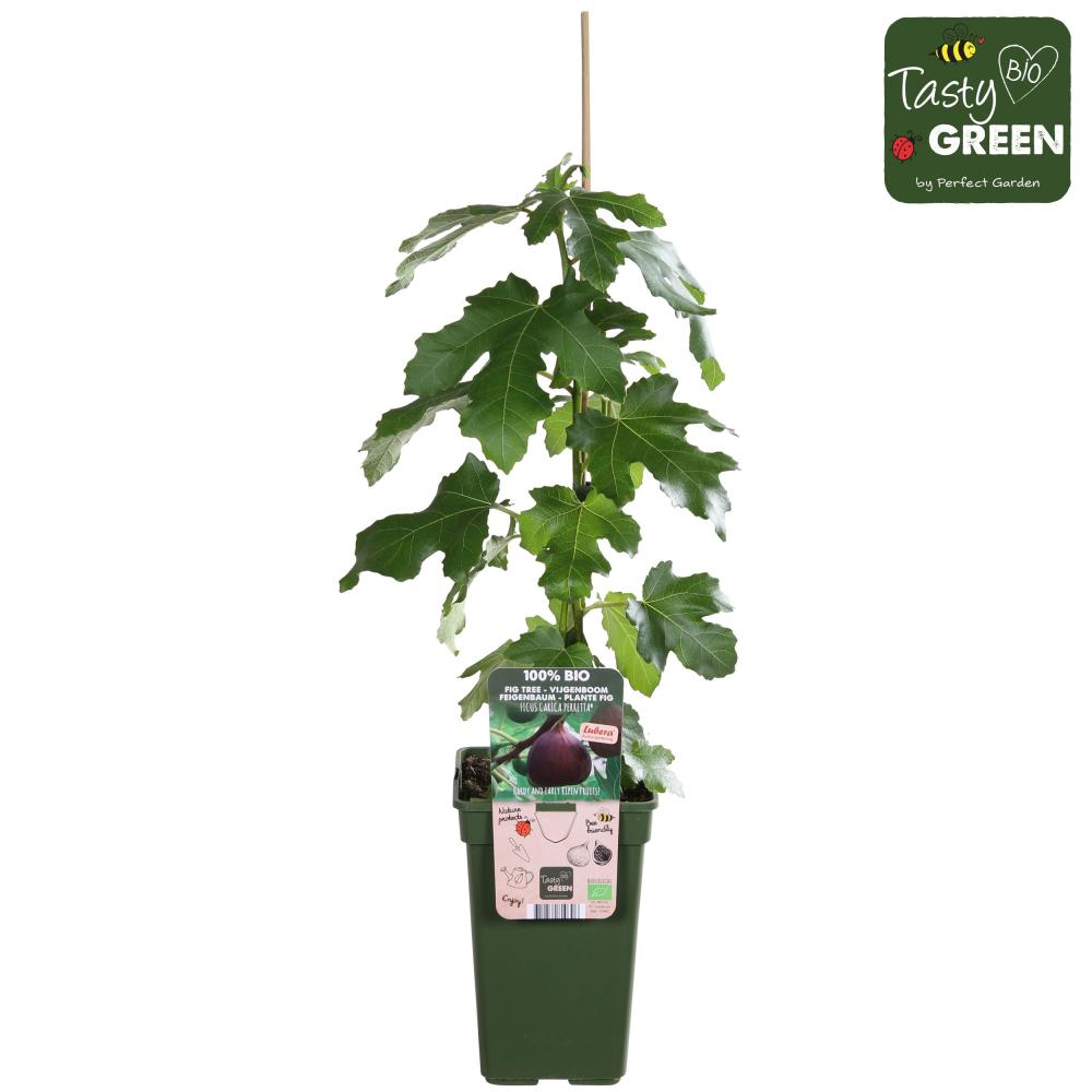 Ficus carica
