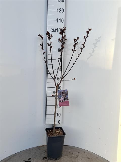 Prunus - cerisier acide